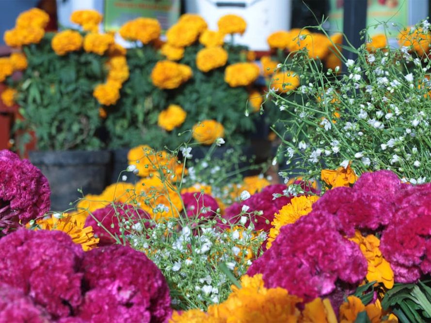 Farbenfrohe Sommerbeete in dichter Bepflanzung
